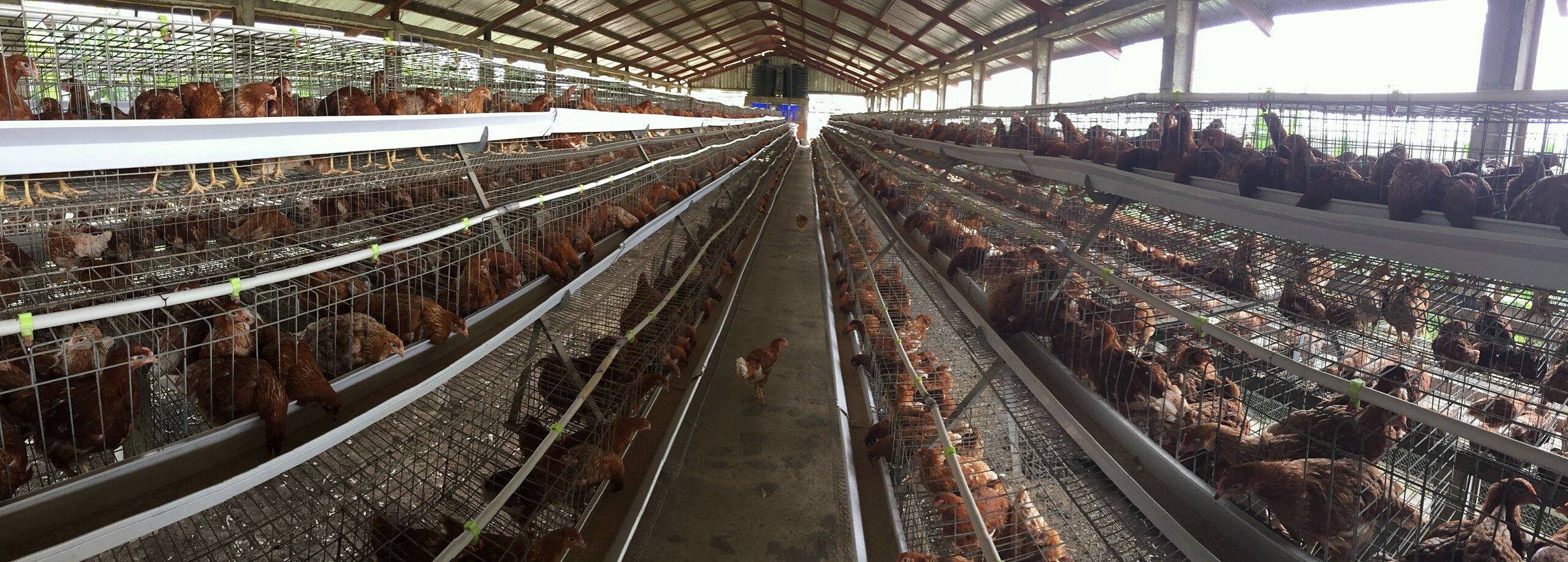 Inside a Rhyss Farms layer house: rows of tiered cages with brown laying hens either side of a central walkway.