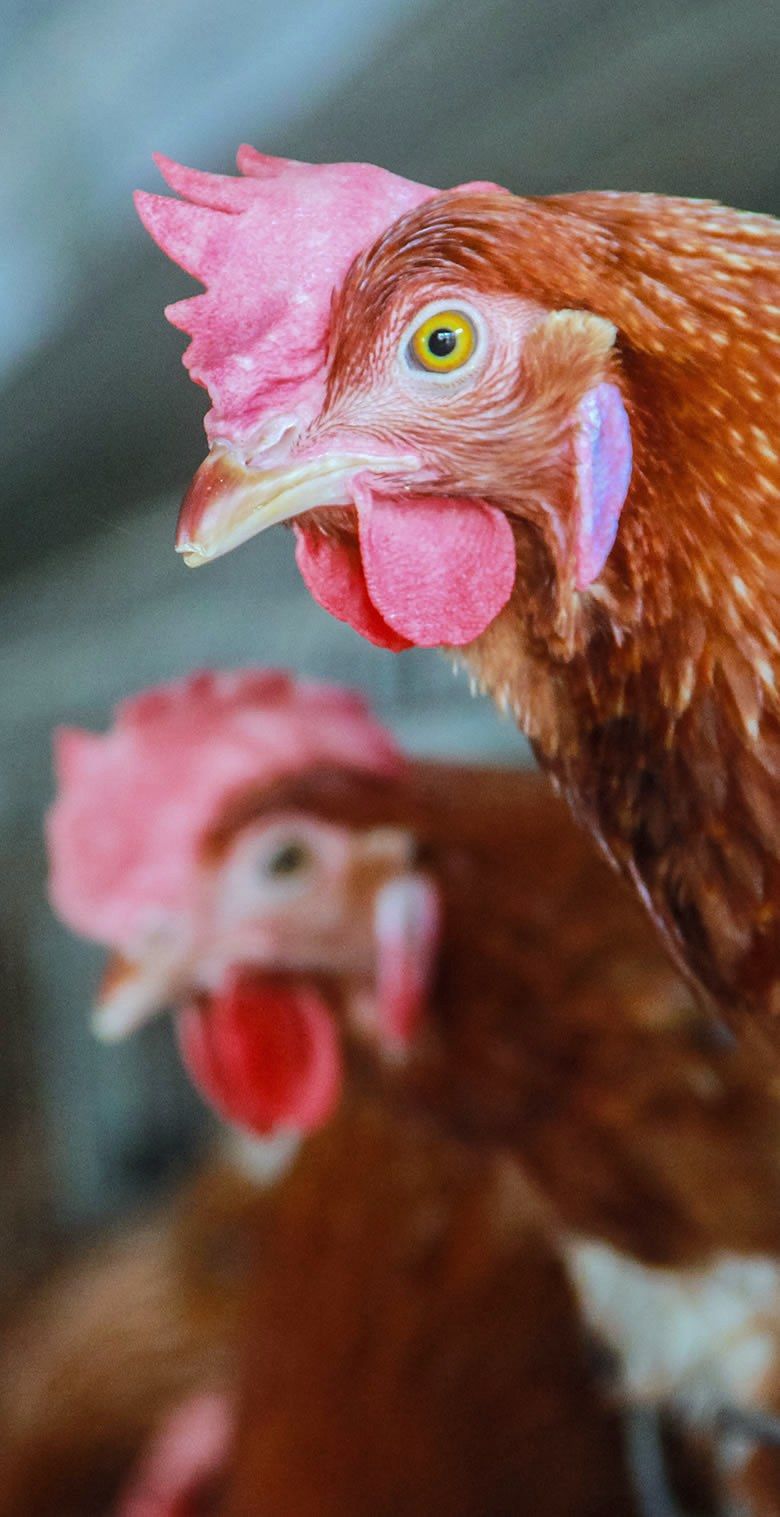 Two brown laying hens.
