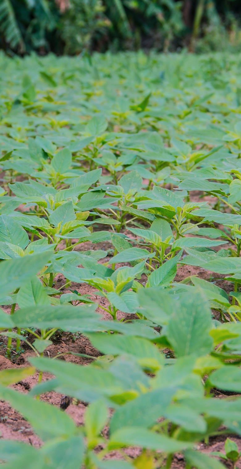 Rows of leafy green crops.