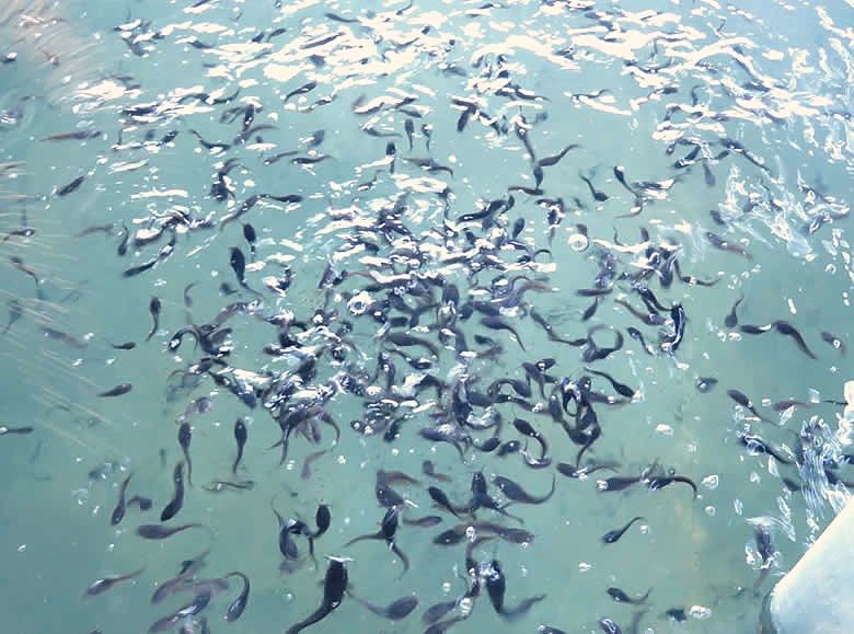 Catfish fingerlings swimming in clear water.