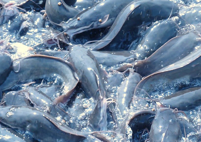 Catfish crowding at the surface of a pond.