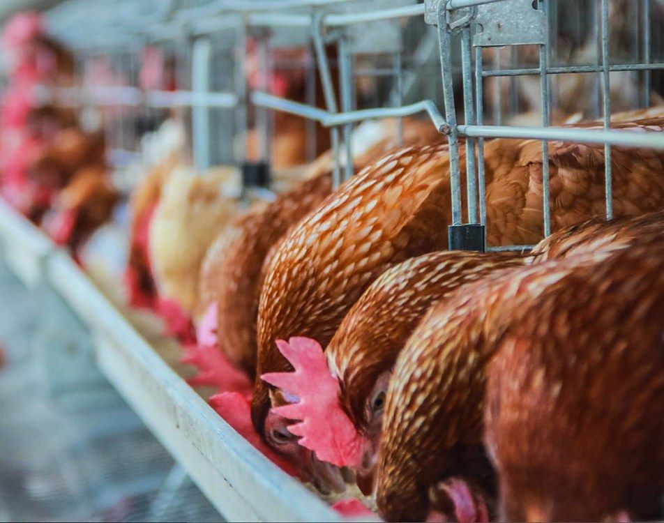 Brown hens feeding in a Rhyss Farms layer house.