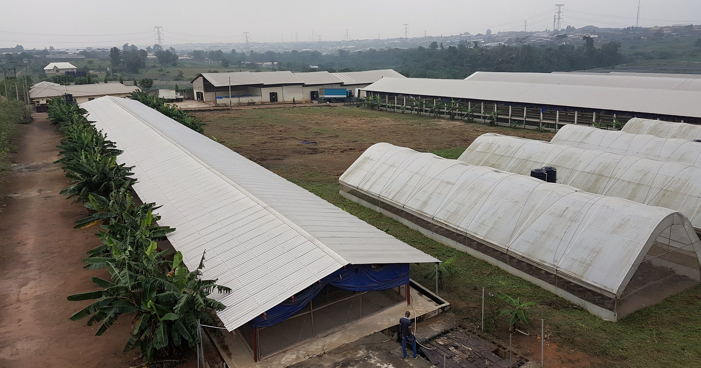 The Rhyss Farms estate in Ikorodu: long poultry houses and greenhouses among banana plants.